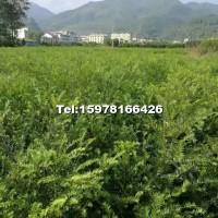 紅豆杉苗