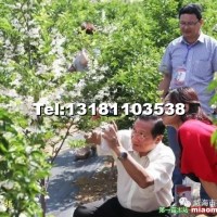 玉玲花