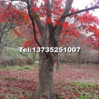 紅楓