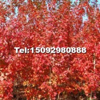 美國紅楓