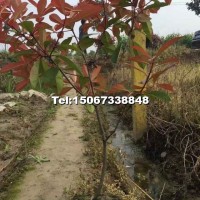 高桿紅葉石楠