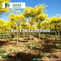 河北金葉槐,矮桿金葉槐,高接金葉槐價(jià)格