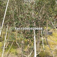叢生細(xì)葉紫薇