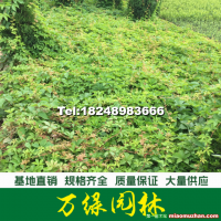 爬山虎