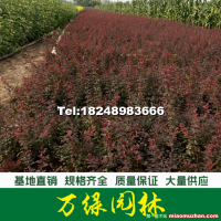 紫葉小檗