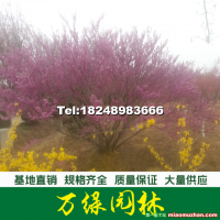 叢生紫荊