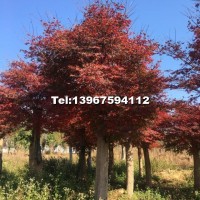 紅楓