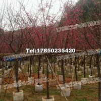 福建山櫻花
