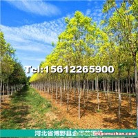5公分金葉白蠟