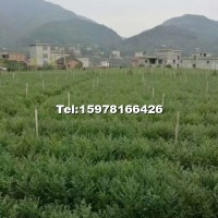 紅豆杉苗