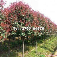 紅葉石楠