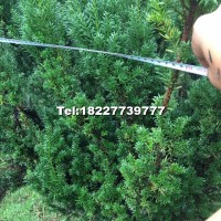 曼地亞紅豆杉樹(shù)