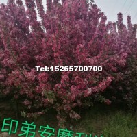 印第安海棠