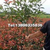 紅葉石楠綠籬
