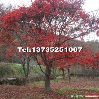 紅楓