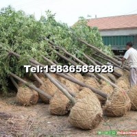 白蠟樹