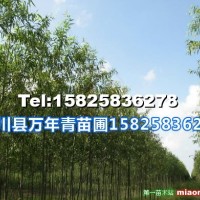 美國竹柳