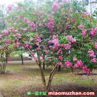 紫薇