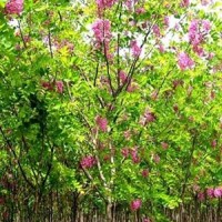 香花槐