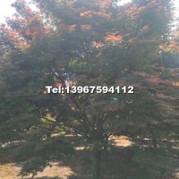 紅楓