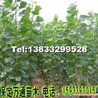 楊樹