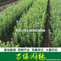 大葉黃楊