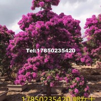 三角梅