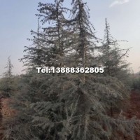 雪松