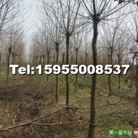 烏桕