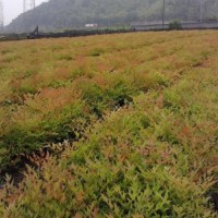 江蘇低價(jià)供應(yīng)南天竹 哪里有南天竹