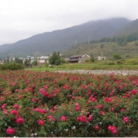 江蘇供應高原玫瑰 高原玫瑰產(chǎn)地 哪里有高原玫瑰