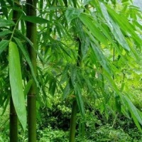 耐寒竹子供應(yīng)