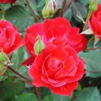 紅帽月季價格_月季批發(fā)零售_月季花基地直銷