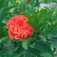 江蘇重瓣石榴低價批發(fā)