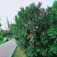 江蘇大量供應(yīng)夾竹桃 低價(jià)批發(fā)