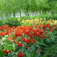 哪里有花葉美人蕉供應(yīng)？