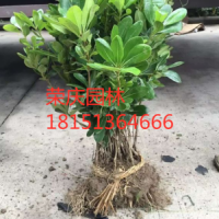 【海桐】最新海桐_價(jià)格_圖片_產(chǎn)地報(bào)價(jià)表