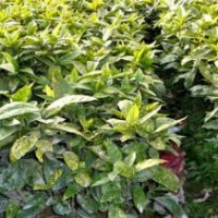 【灑金桃葉珊瑚】灑金桃葉珊瑚_價格_圖片_產(chǎn)地報價表-