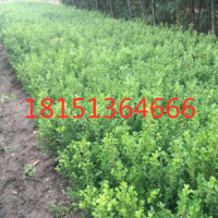 40公分小葉黃楊價(jià)格多少錢一棵？