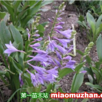 哪里有紫萼玉簪 低價(jià)供應(yīng)