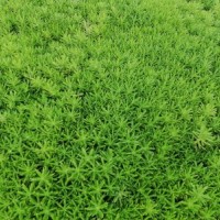 江蘇哪里有佛甲草貨源？