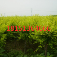 金葉榆哪里有 ？ 低價(jià)供應(yīng) 江蘇金葉榆供應(yīng)