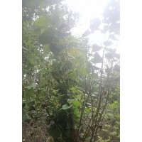 出售綠籬苗木：女貞,衛(wèi)矛,大小黃楊