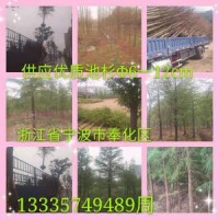 大量供應優(yōu)質(zhì)池杉，胸徑5-15公分