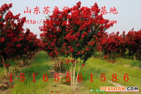 紅火箭紫薇