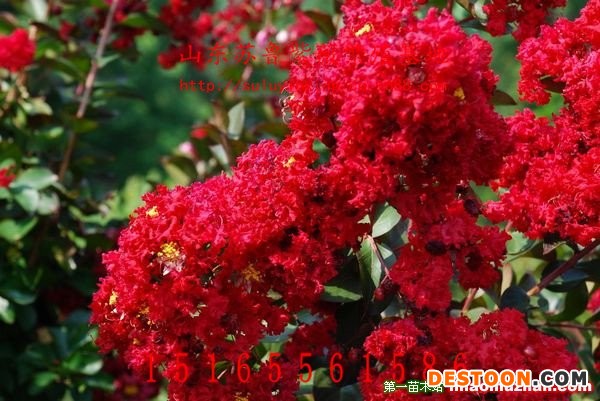 紅火箭紫薇