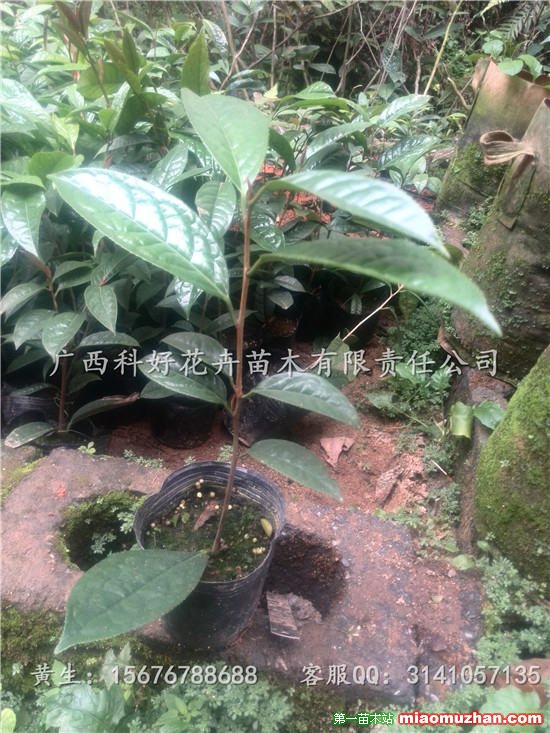廣西南寧金花茶小苗