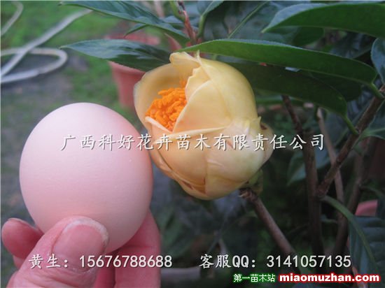 南寧金花茶，廣西金花茶
