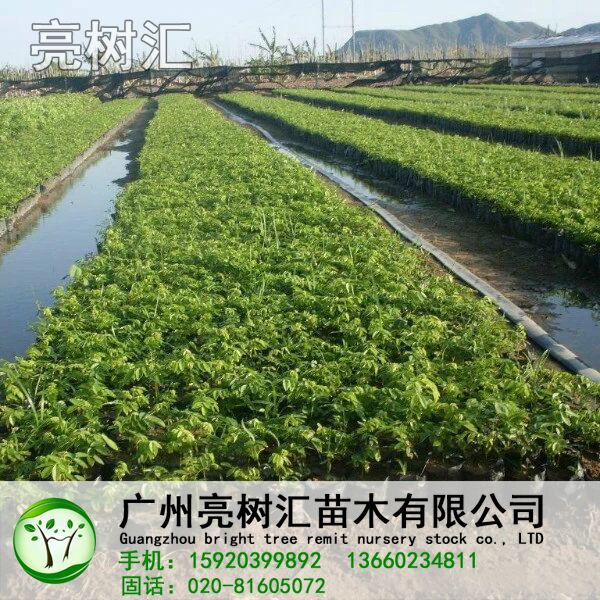 黃花梨 (1)