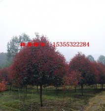 紅葉石楠球